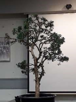 Chinese Juniper Bonsai Demonstration side view