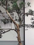 Chinese Juniper Bonsai Demonstration