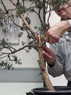 Chinese Juniper Bonsai Demonstration