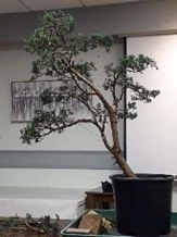 Chinese Juniper Bonsai Demonstration