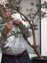 Chinese Juniper Bonsai Demonstration