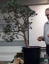 Chinese Juniper Bonsai Demonstration