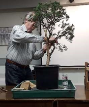 Chinese Juniper Bonsai Demonstration