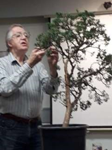 Wiring a Chinese Juniper Bonsai Demonstration