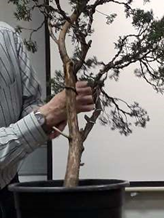 Wiring a Chinese Juniper Bonsai Demonstration