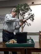 Chinese Juniper Bonsai Demonstration