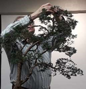 Chinese Juniper Bonsai Demonstration