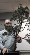 Chinese Juniper Bonsai Demonstration