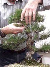 Pine Critique Bonsai Demonstration