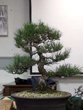 Pine Critiquer Bonsai Demonstration