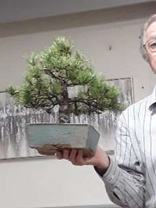 Pine Critique Bonsai Demonstration