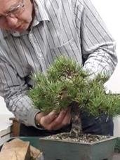 Pine Critique Bonsai Demonstration