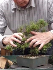 Pine Critique Bonsai Demonstration