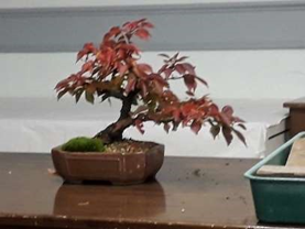 Cherry Critique Bonsai Demonstration