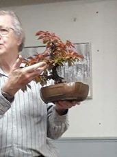 Cherry Critique Bonsai Demonstration