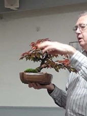 Cherry Critique Bonsai Demonstration