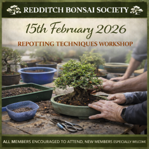 Hands repotting a bonsai tree on a workshop table with soil, pots, sieves, and tools nearby, representing a Redditch Bonsai Society hands-on repotting workshop.