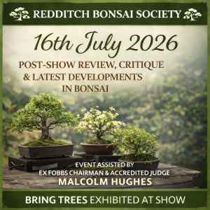 Three bonsai trees displayed on stands with summer foliage against a soft garden background, representing a Redditch Bonsai Society post-show review and critique evening led by Malcolm Hughes.