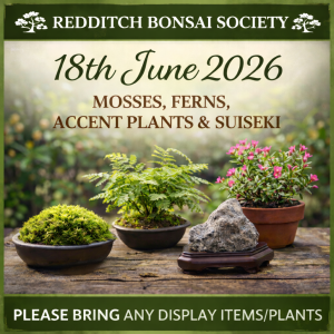 Table display of bonsai accent elements including moss, a small fern, a flowering accent plant, and a suiseki stone arranged on a wooden surface, representing a Redditch Bonsai Society meeting focused on display and presentation.