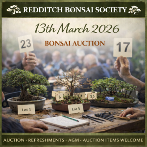 Bonsai trees labelled for sale on a table with bidding cards and tools visible, representing a Redditch Bonsai Society AGM followed by a bonsai auction with refreshments and member-contributed items. 19th March 2026