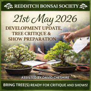 Two bonsai trees on a wooden table, one in blossom and one with fresh green foliage, with bonsai tools nearby and a mentor guiding a participant, representing a Redditch Bonsai Society May 21, 2026 workshop and critique session.