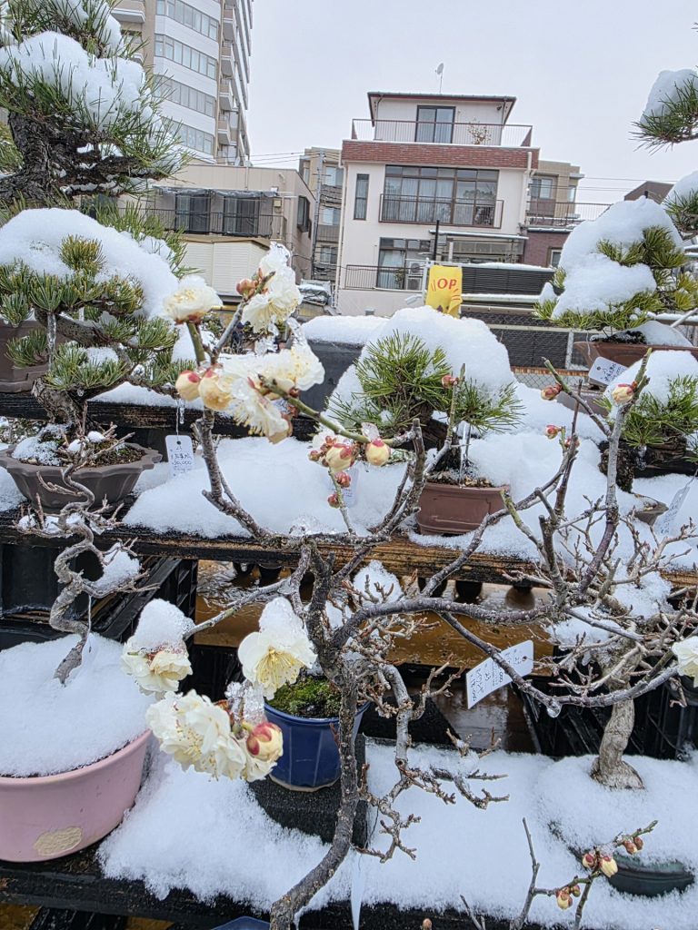Ume blossoms in snow at the Ueno Green Club taken By David Haw of Redditch Bonsai Society Feb 2026