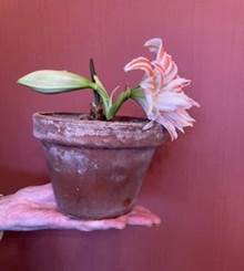 Potted amaryllis with pink flower held in a hand