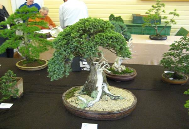 Tree at the Redditch Bonsai Society annual show featuring Jo and Bob Lewis