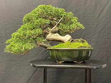 Juniper from the Swindon winter image show 2026 taken by Dave Attwood